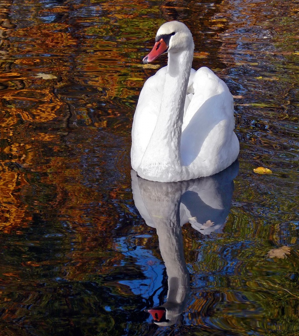 Lake Heat Swan Pond