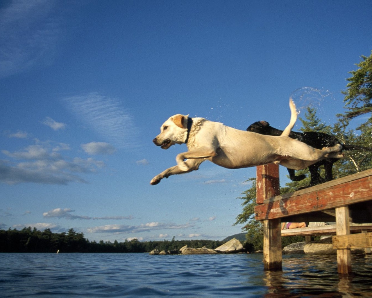 Lake Jump Labrador Pair Dogs
