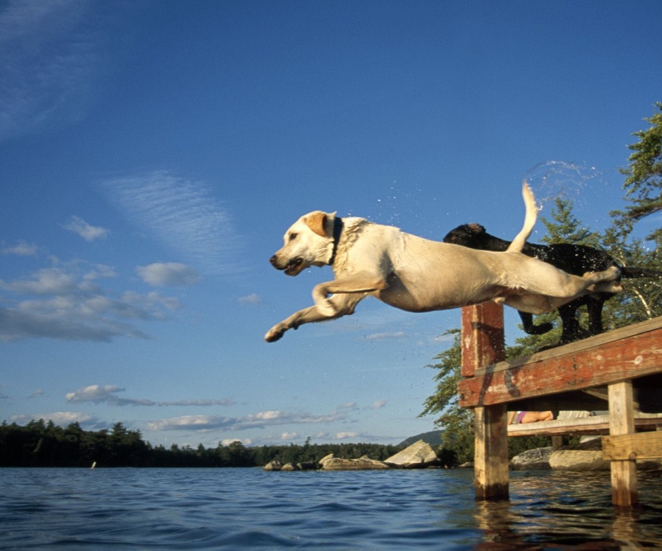 Lake Jump Labrador Pair Dogs