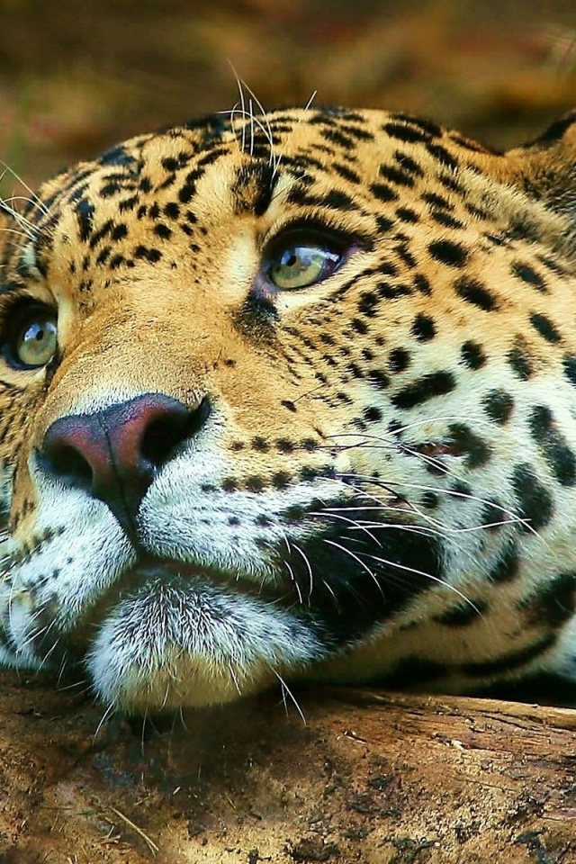 Leopard Dreaming