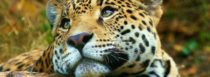 Leopard Dreaming