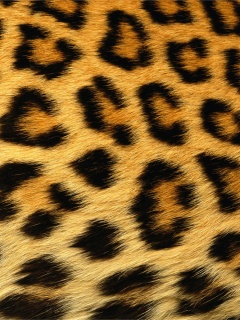 Leopard Skin Texture