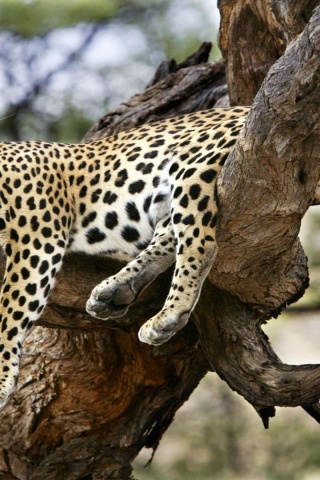 Leopard Sleeping