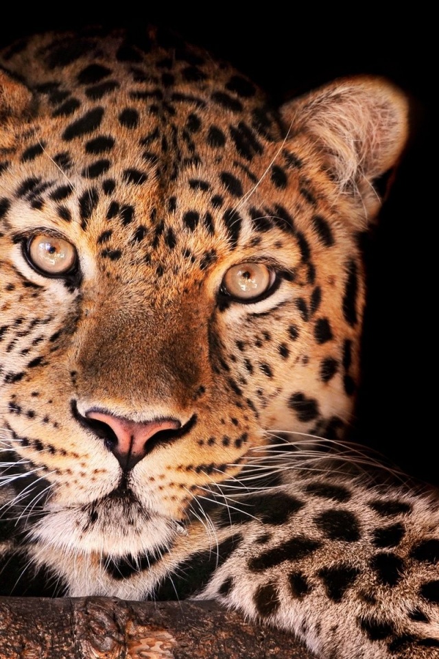 Leopard Spots Look