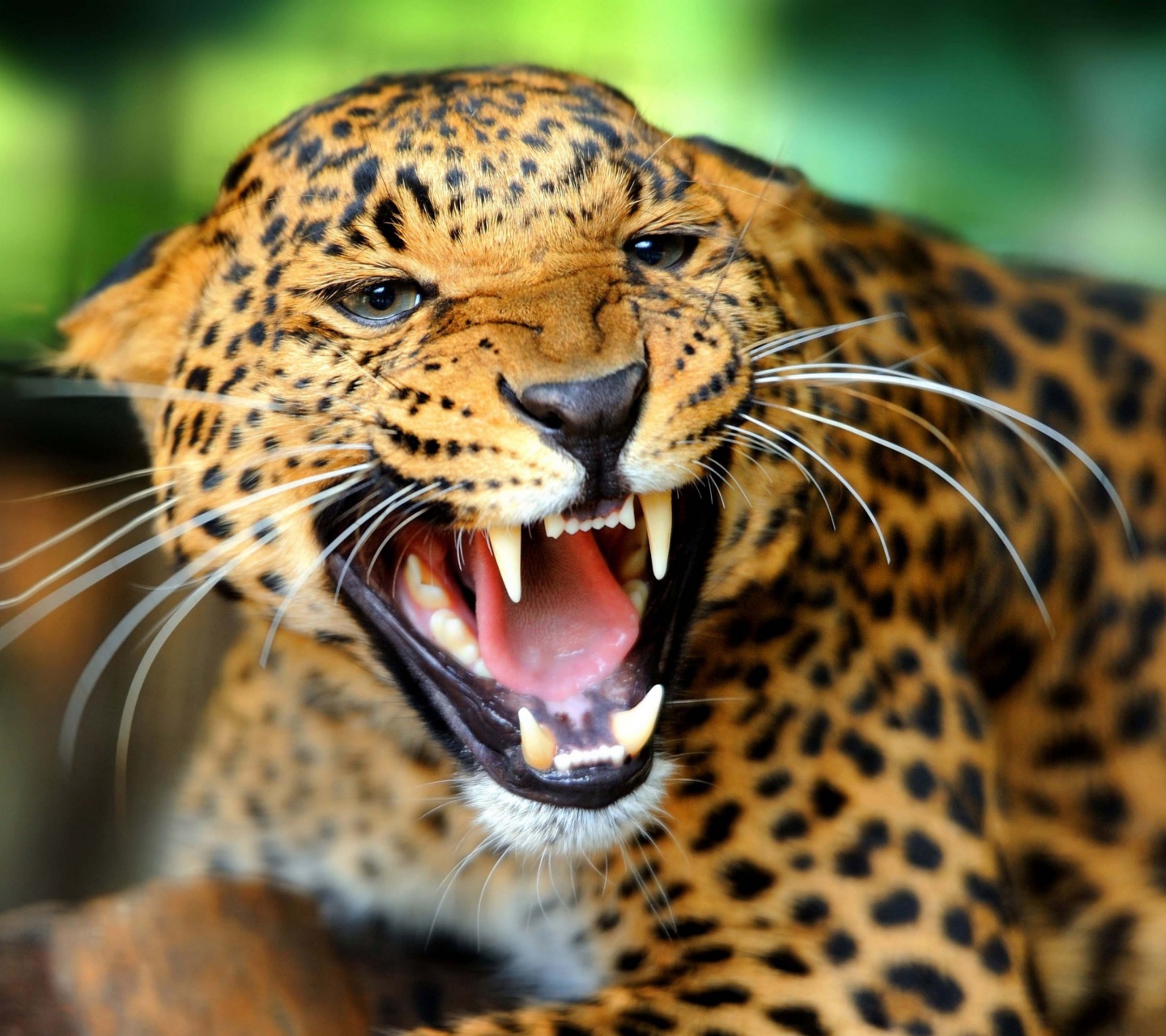 Leopard Wild Cat Growl