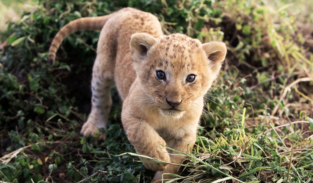 Lion Cub Lion Animal