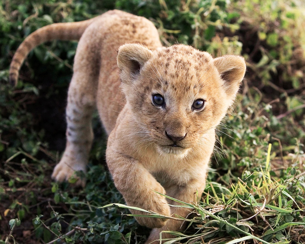 Lion Cub Lion Animal