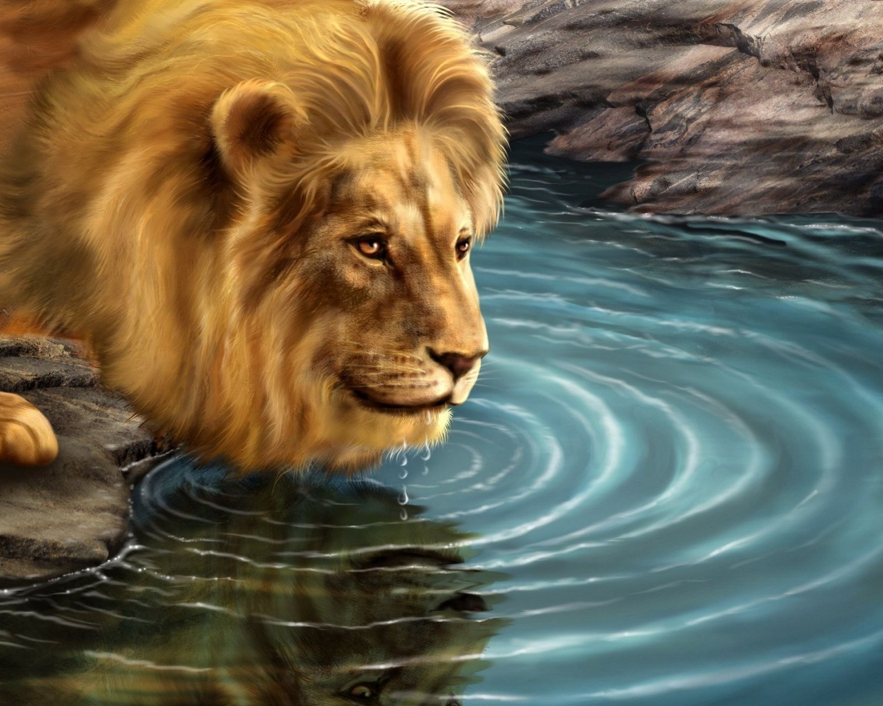 Lion Drinking Water