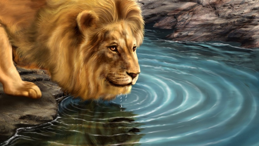 Lion Drinking Water