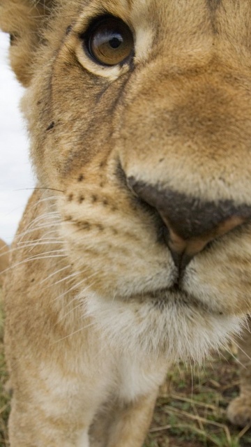Lion Muzzle Cub