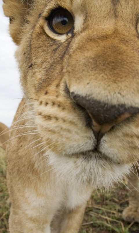 Lion Muzzle Cub