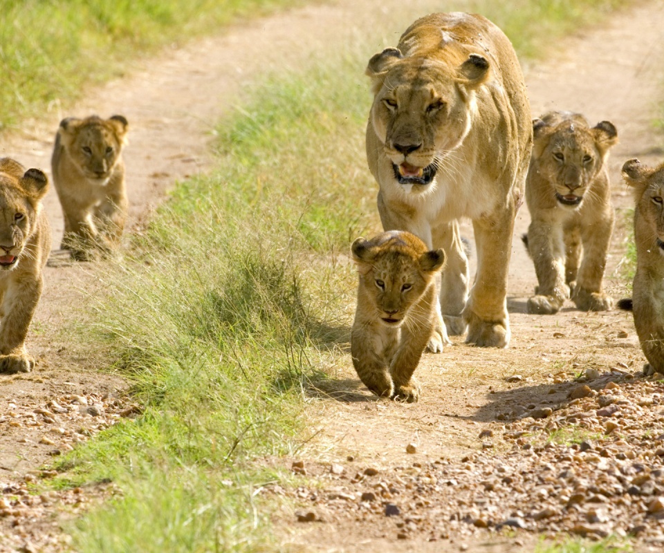 Lioness With Her Cubs