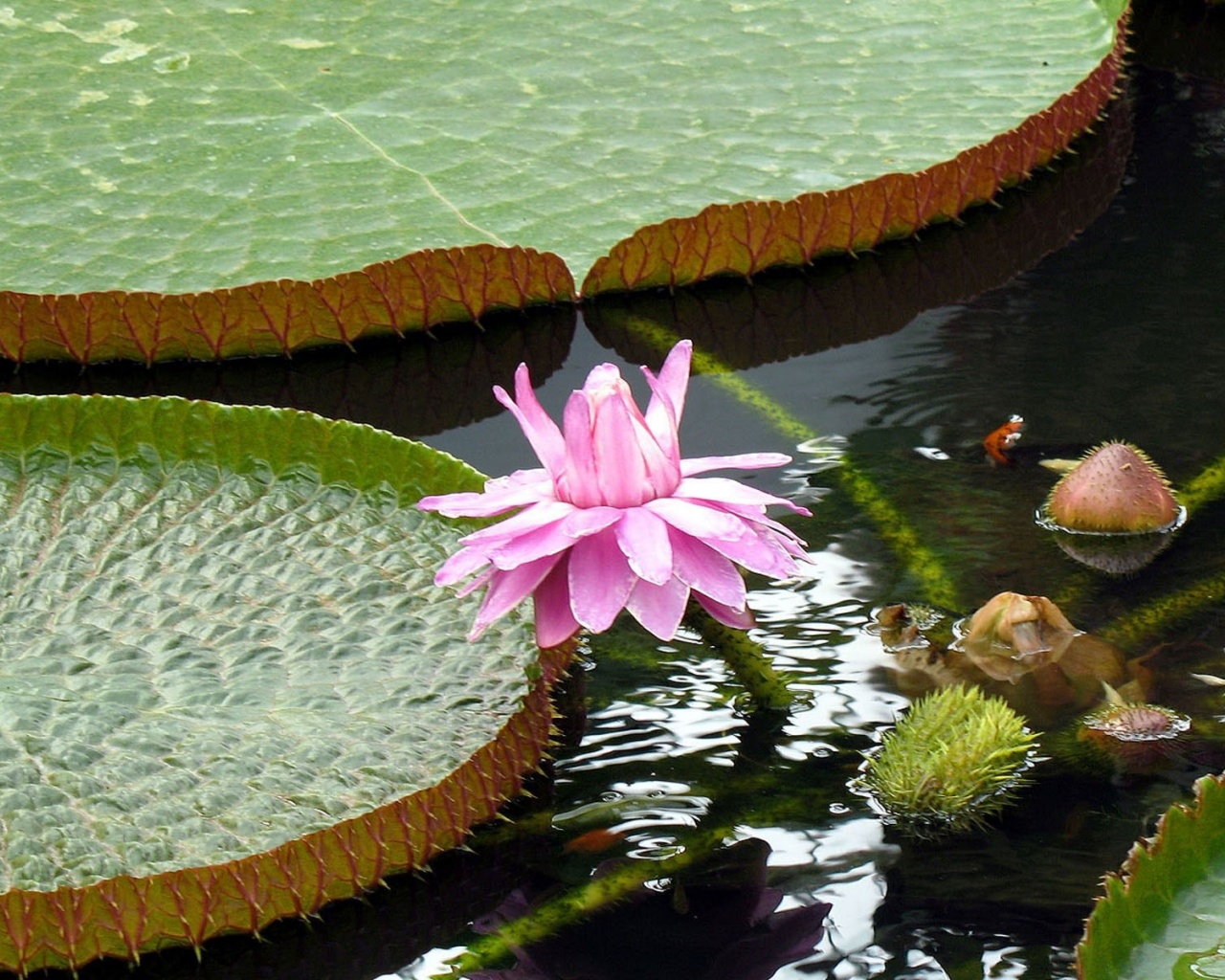 Lotus Flowers Nature