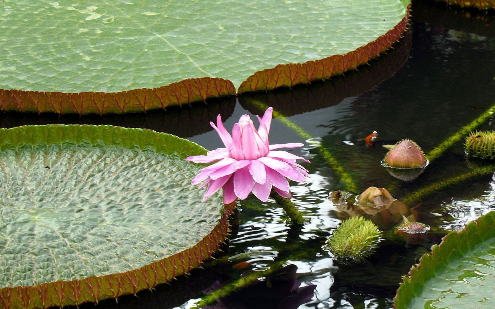 Lotus Flowers Nature