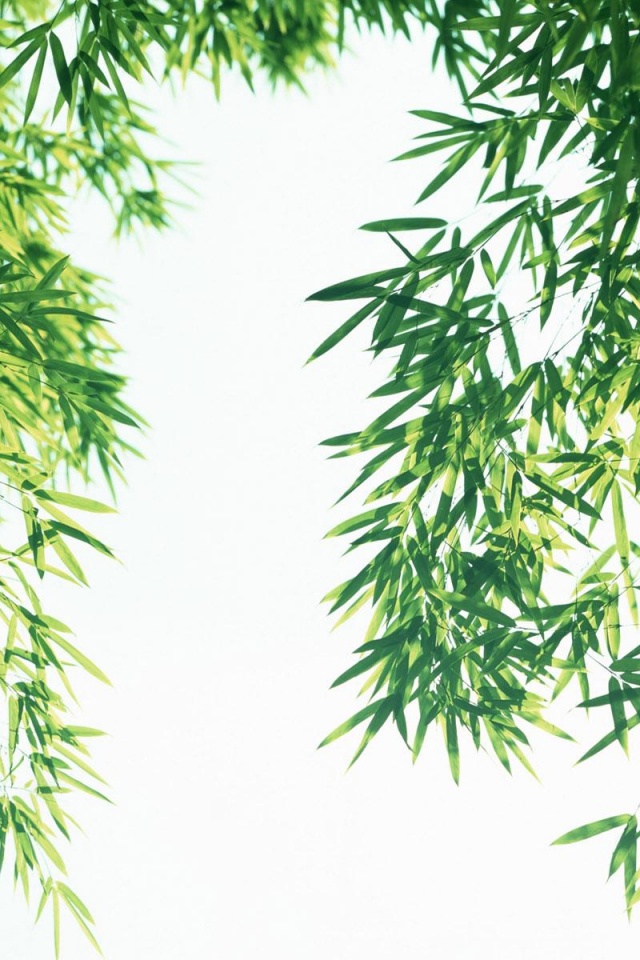 Lush Bamboo Photography Landscapes