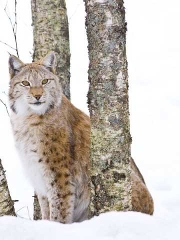 Lynx Cold Snow Cat