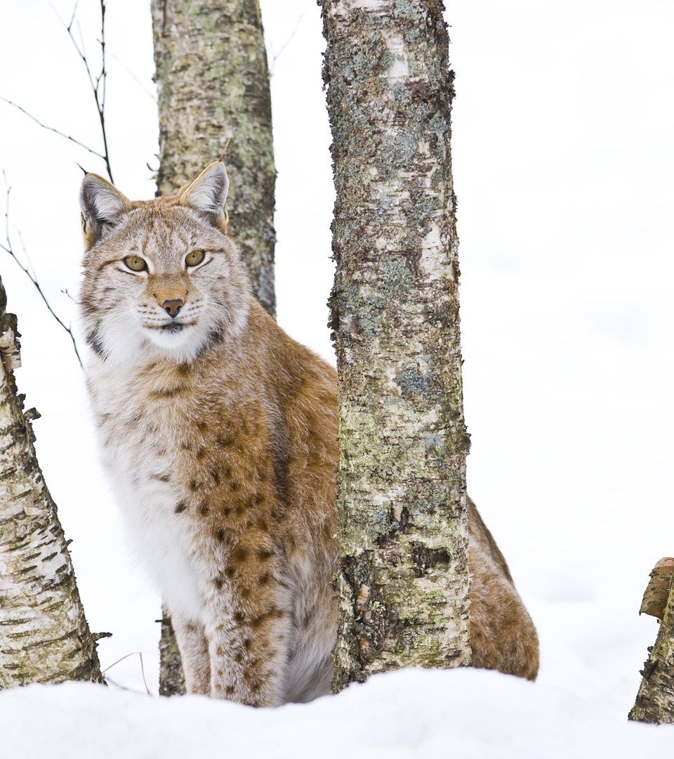 Lynx Cold Snow Cat