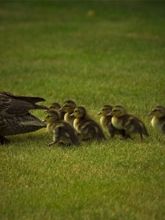 Mother Duck