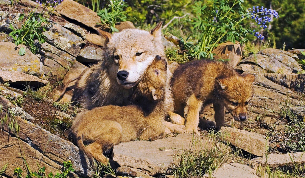 Mother Wolf And Little Wolves