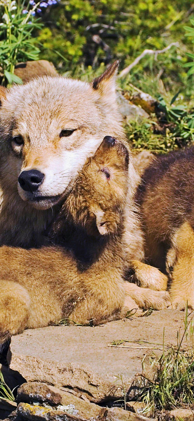 Mother Wolf And Little Wolves