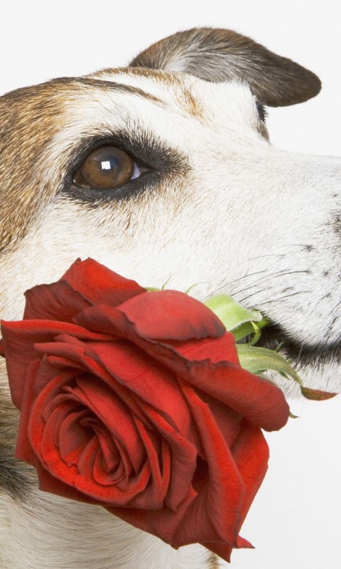 Mouth Dog Flower Rose