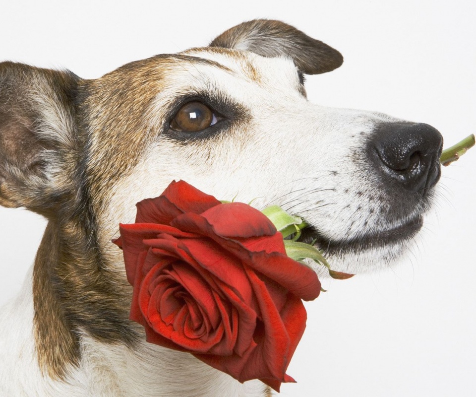 Mouth Dog Flower Rose