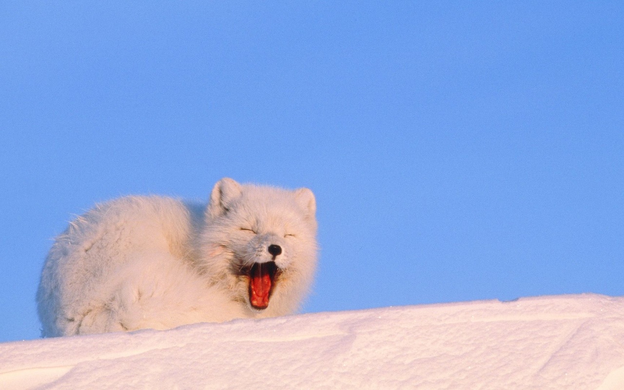 Mouth White Cold Fox Fluffy