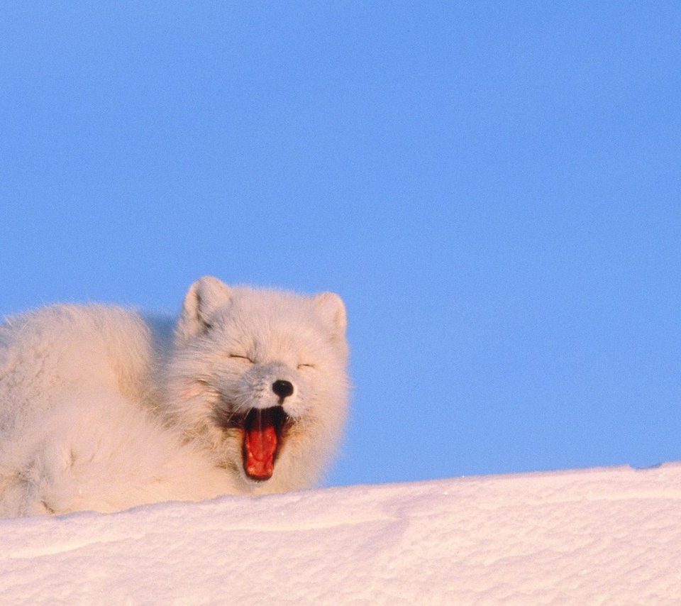 Mouth White Cold Fox Fluffy