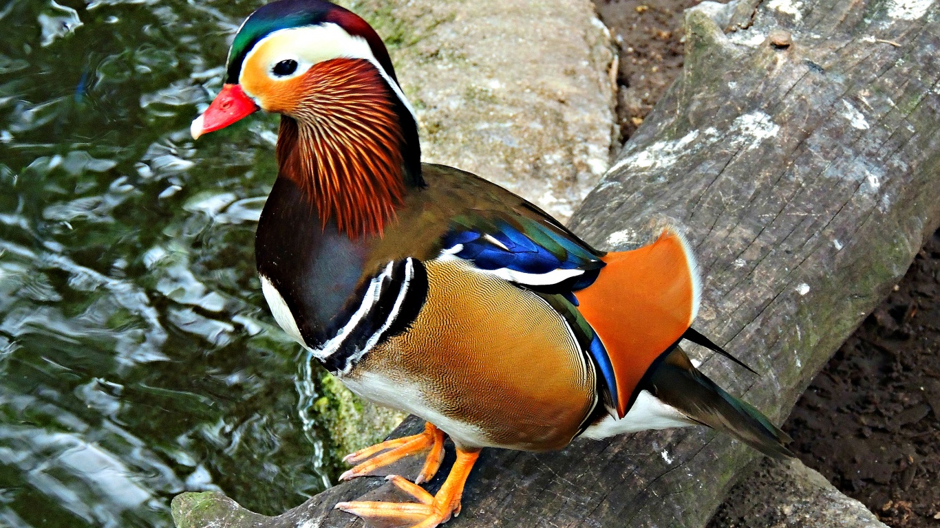 Multi Colored Duck