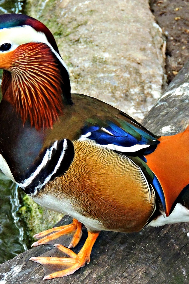 Multi Colored Duck