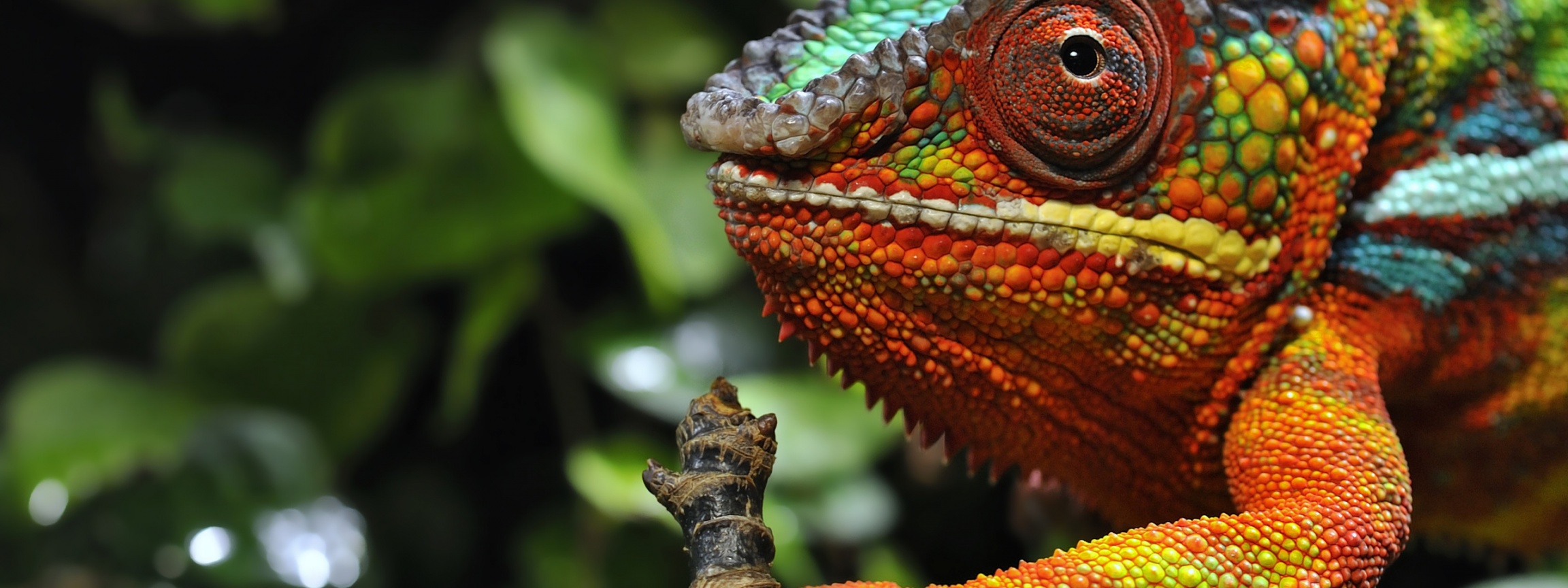 Multicolored Chameleon