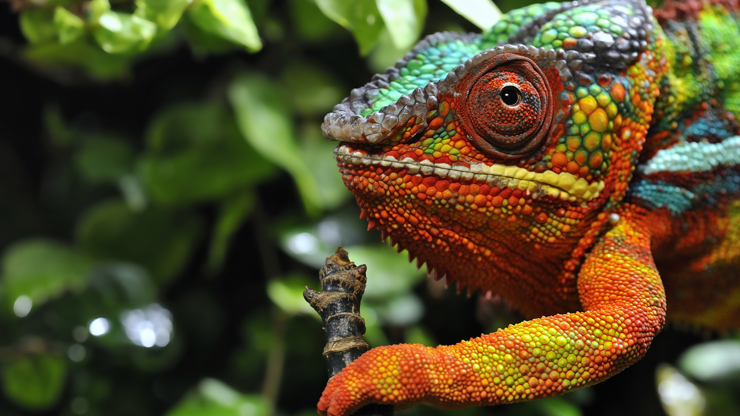 Multicolored Chameleon