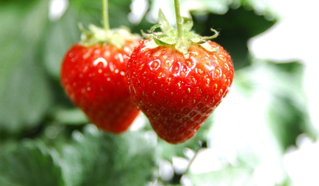 Nature Food Hanging Strawberries