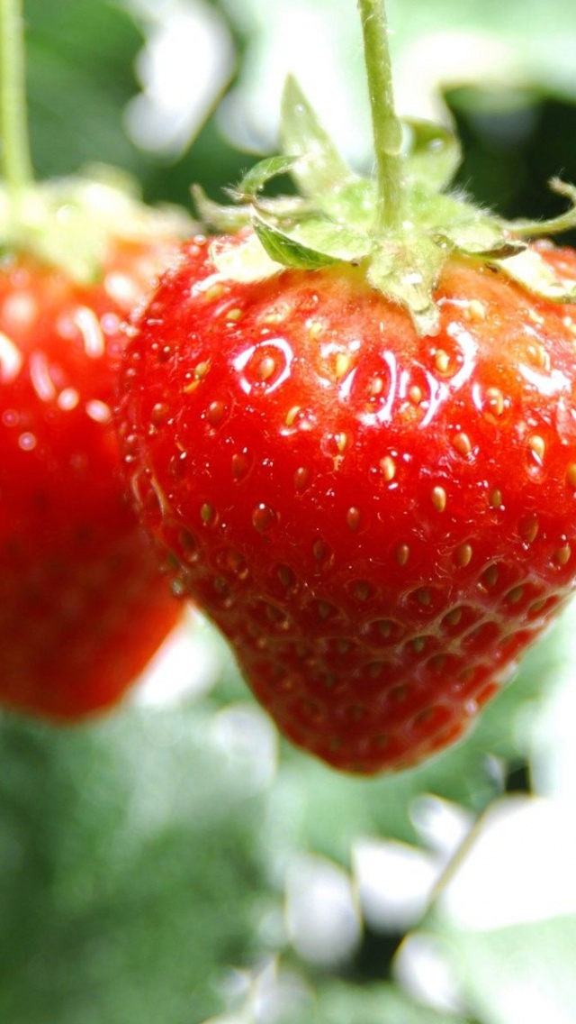 Nature Food Hanging Strawberries