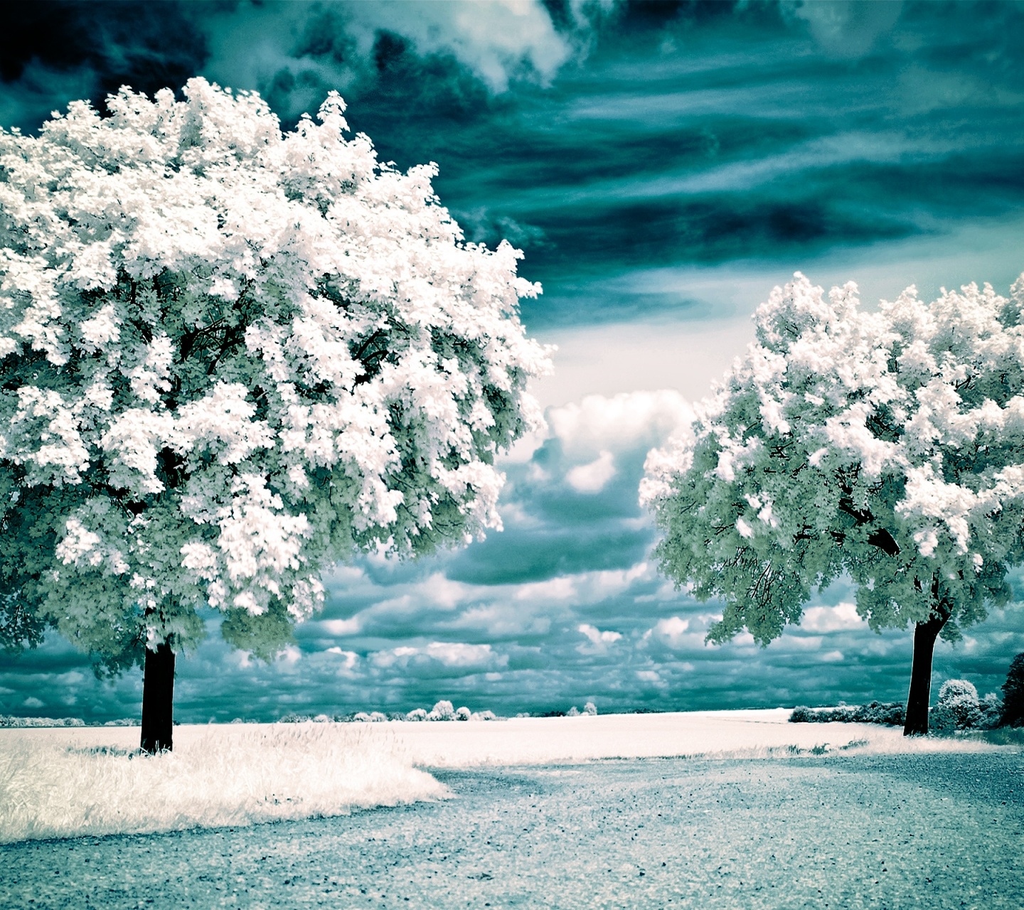 Nature Winter Landscapes