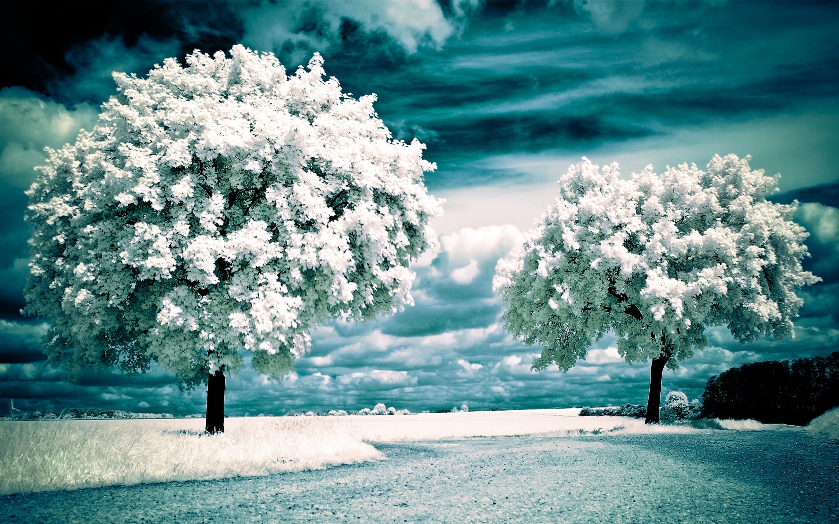 Nature Winter Landscapes