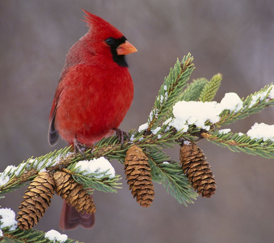 Northern Cardinal Cardinal Redbird Cones Branch Birdie