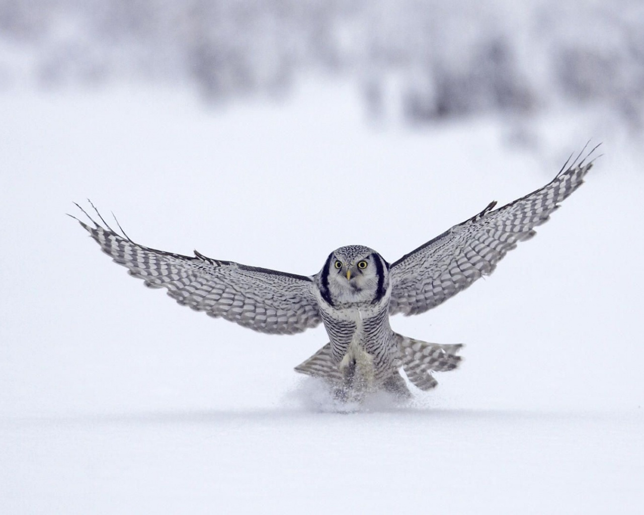 Northern Hawk Owl Flight