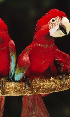 Parrot Plumage Branch Bird