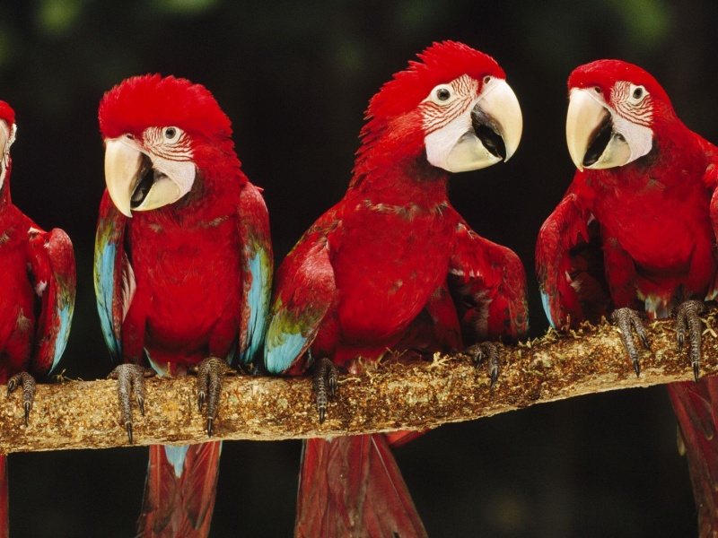 Parrot Plumage Branch Bird