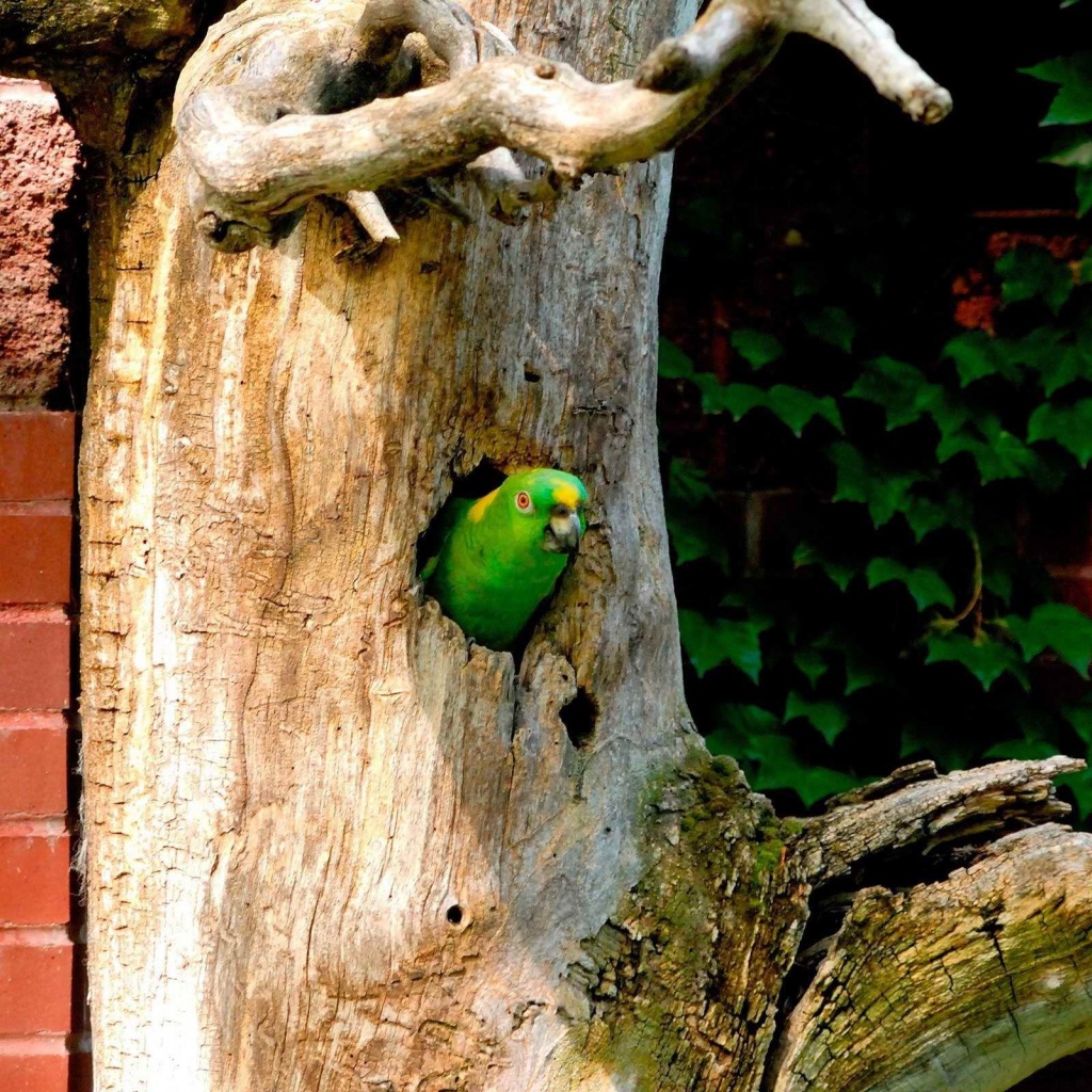 Parrot Tree