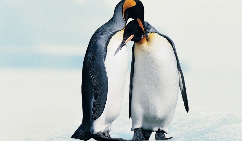 Penguins In Love
