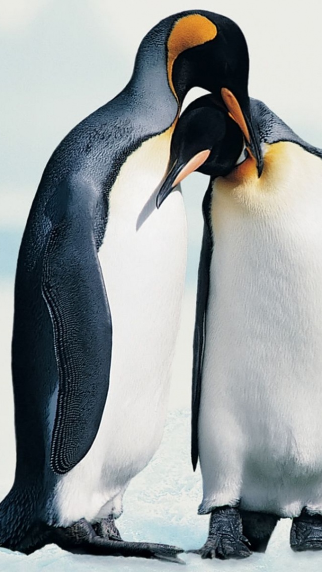 Penguins In Love