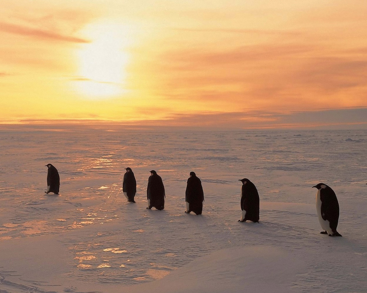 Penguins On Ice Sunrise Snow