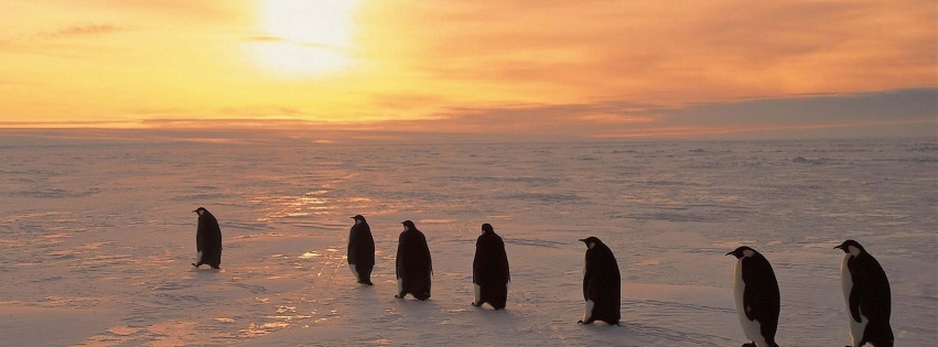 Penguins On Ice Sunrise Snow