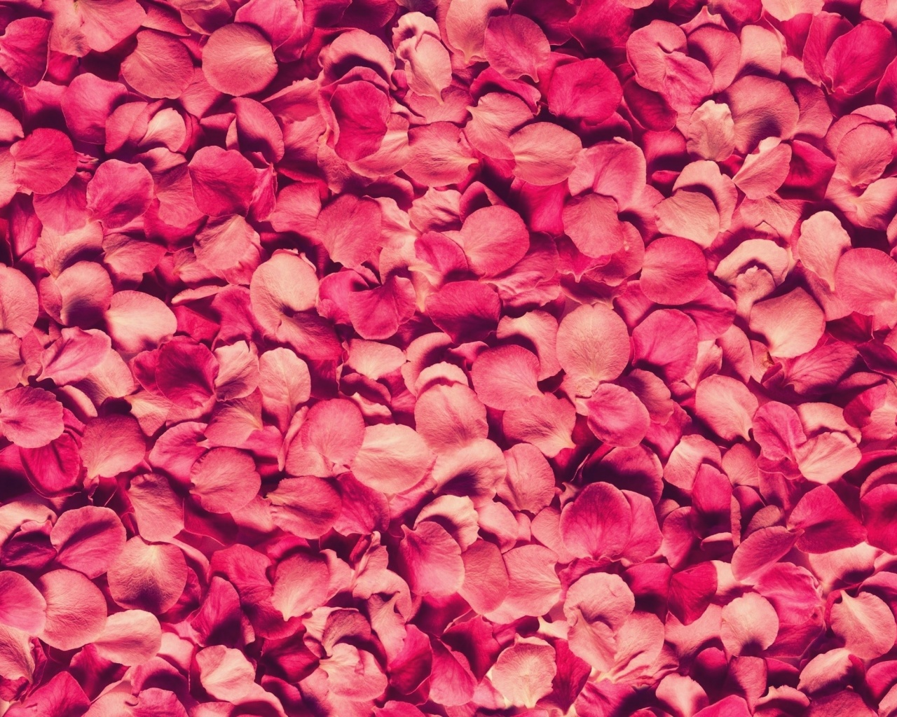 Petals Rose Red Texture