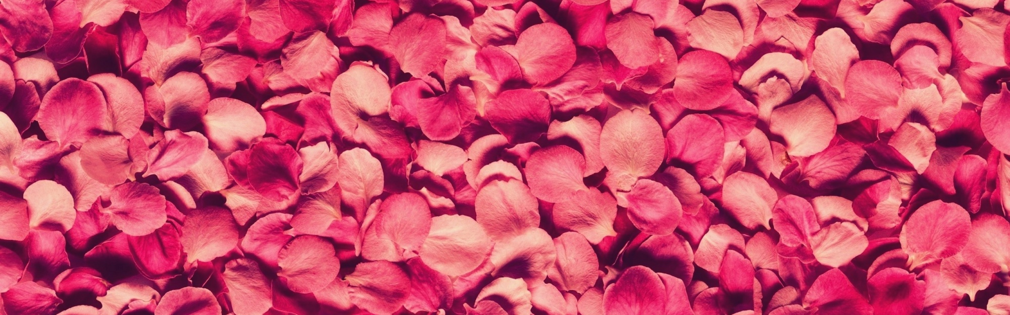 Petals Rose Red Texture