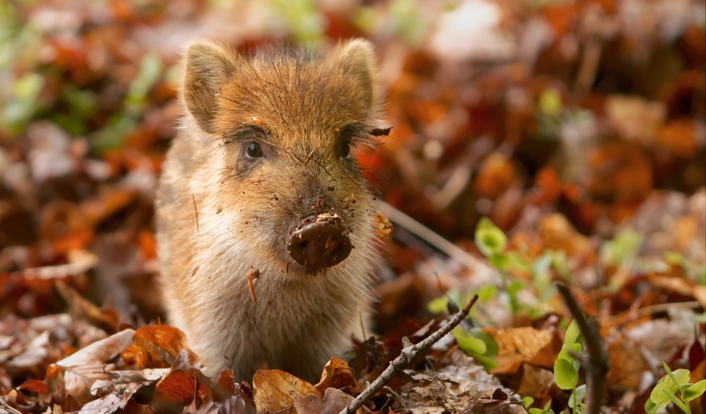 Pig And Autumn Leaves