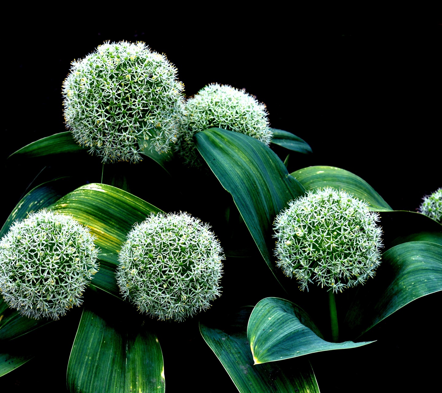 Plant Allium Karataviense