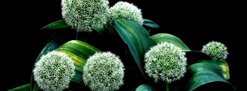 Plant Allium Karataviense